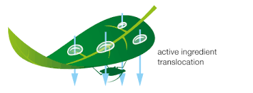 Translaminar Movement