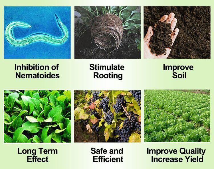 Uses of Paecilomyces lilacinus