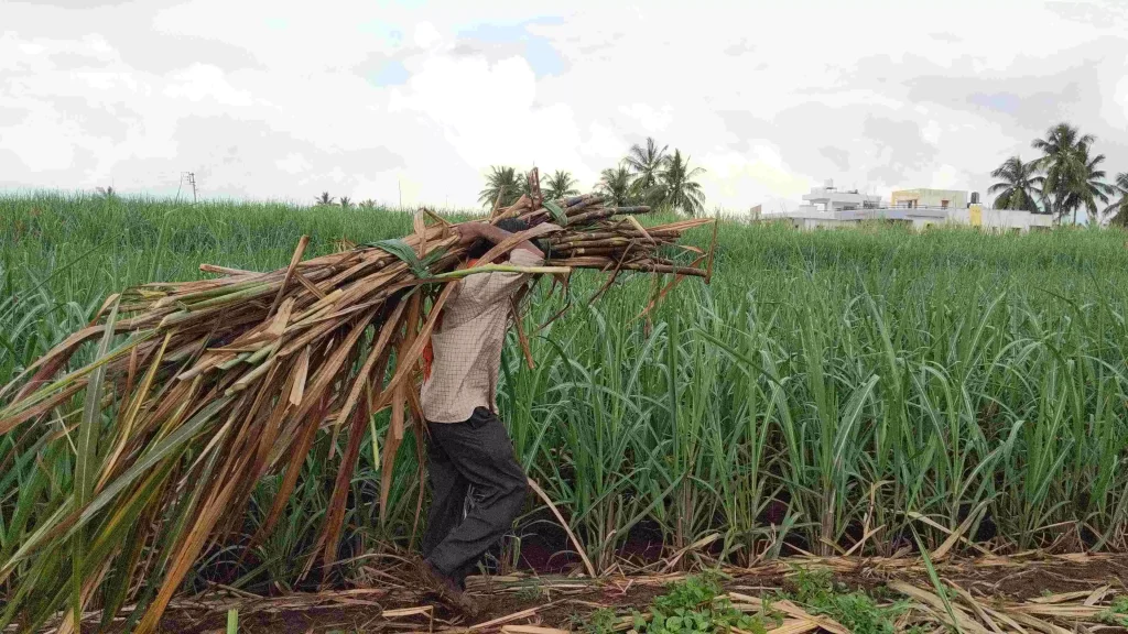 a Sugarcane farmer from Bagalkot, Karnataka