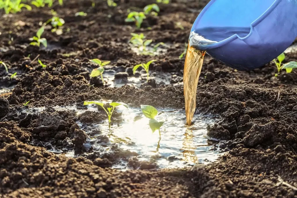 Image of Pouring Paecilomyces around the crop