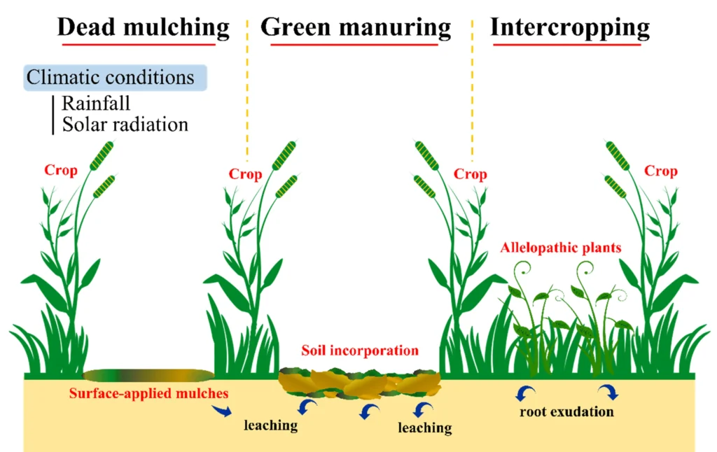 doi.org/10.3390/agronomy11112104