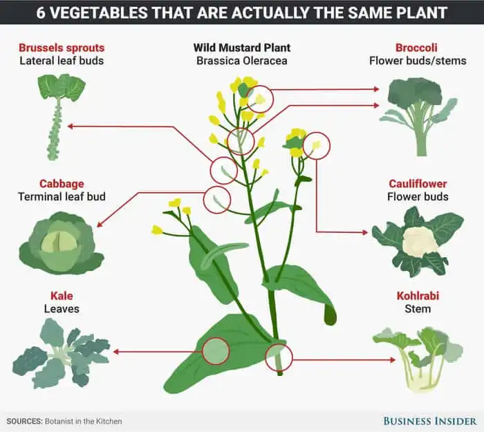 Allelopathy plant parts from botanist in the kitchen