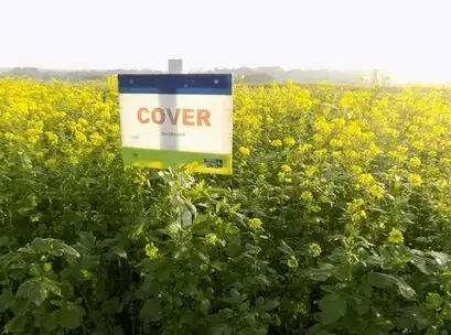 Cover Crops (Image source: www.phpetersen.com)