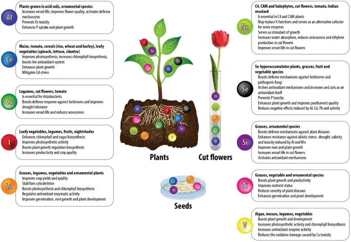 Facts about the beneficial nutrients
