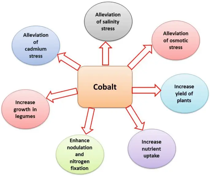 Cobalt beneficial nutrient role
