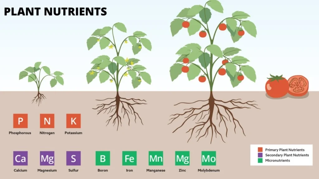 How we can get these nutrients from the best organic fertilizers?