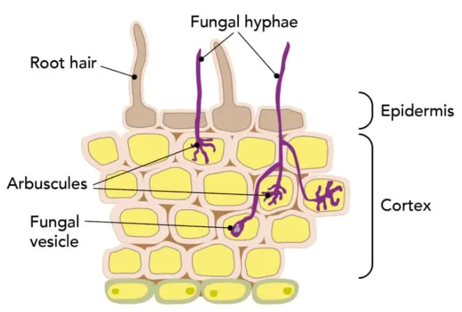 Action of Vesicular–Arbuscular Mycorrhiza