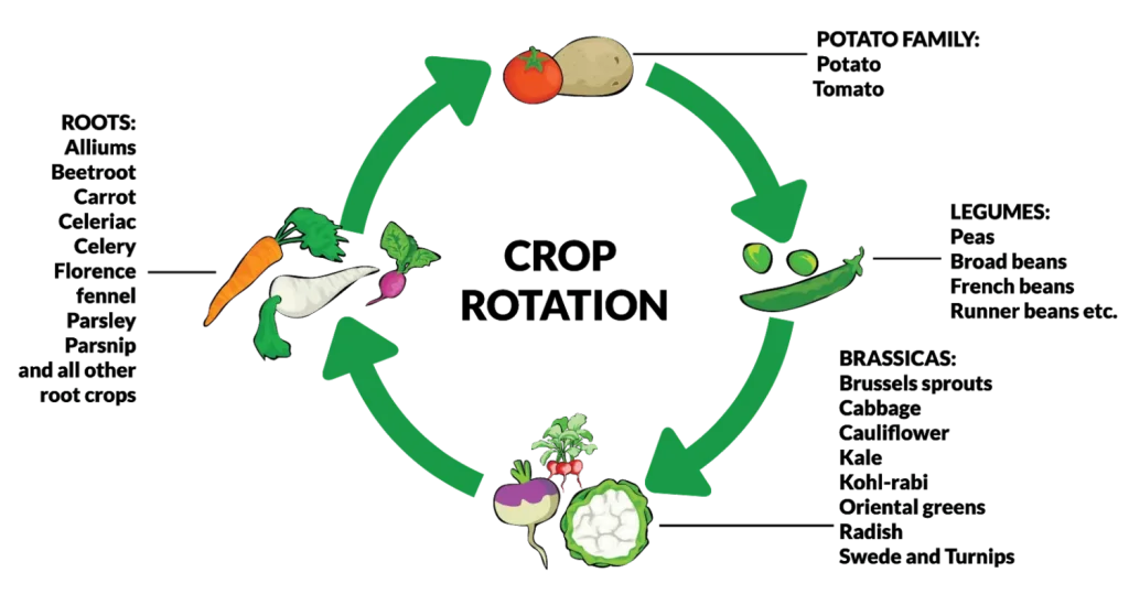 Crop rotation  tips to improve soil fertility