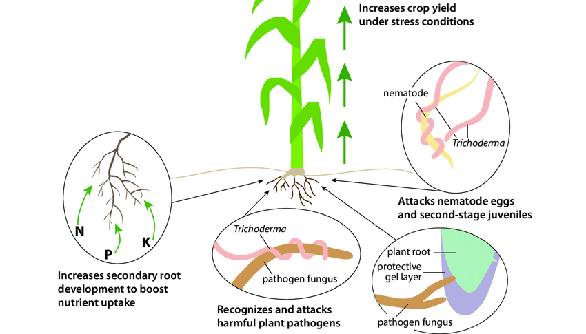 Understanding the Mechanism of Trichoderma