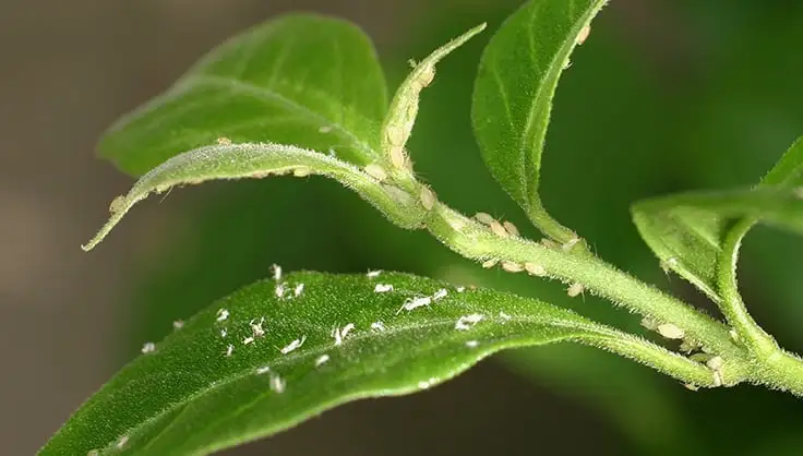 How to Control the Houseplant Pests: Aphids