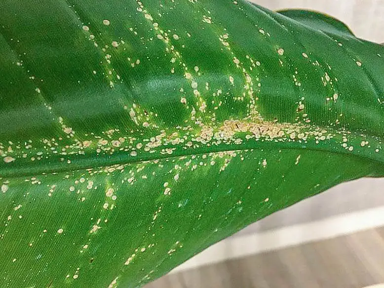 How to Control the Houseplant Pests: Scale