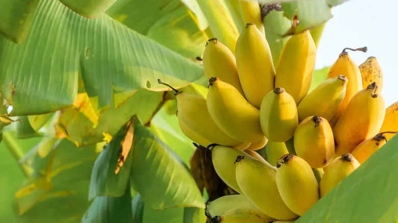 Low Investment crops: Banana