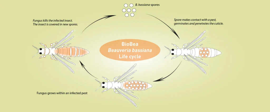 Life cycle of the organic pest controller Beauveria bassiana 