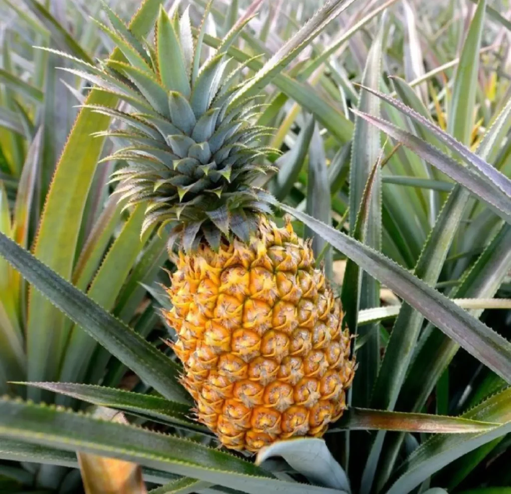 Low Investment crops: Pineapple