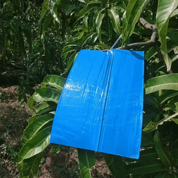 Blue sticky traps is a best thrips control method