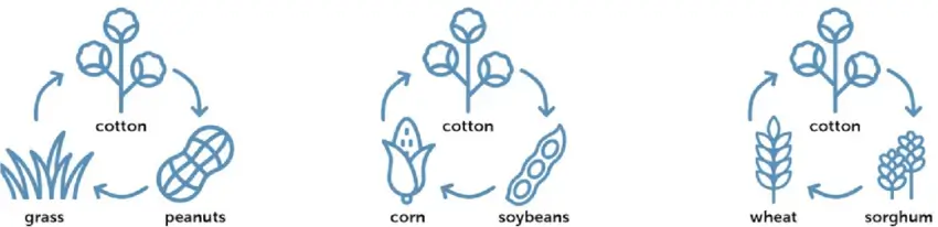 Crop rotation in Cotton to control cotton bollworms