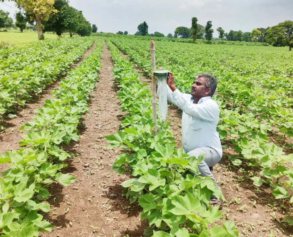 Place pheromone traps to control cotton bollworms