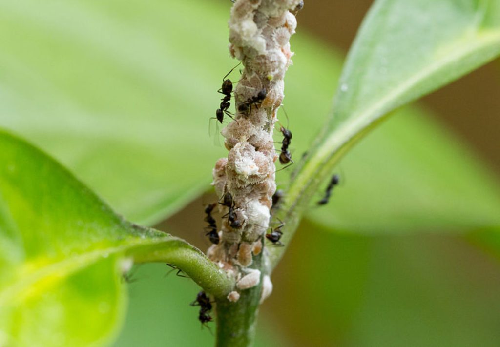 Mealybugs