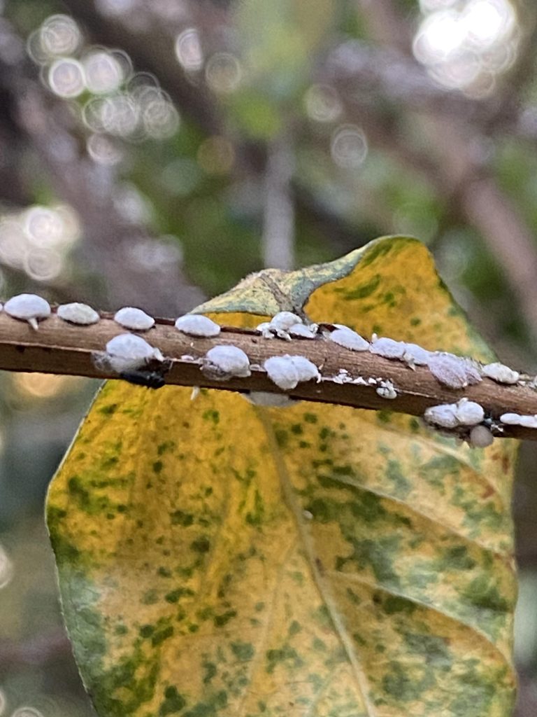 Yellowing due to mealybugs