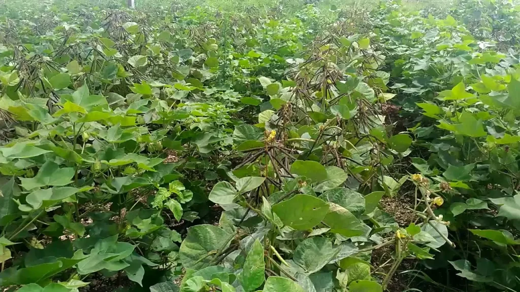 Intercropping greengram with cotton to control cotton bollworms