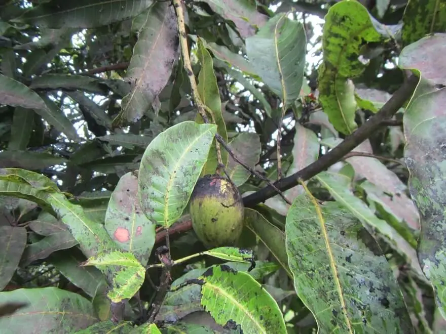 Mango Hoppers in Summer