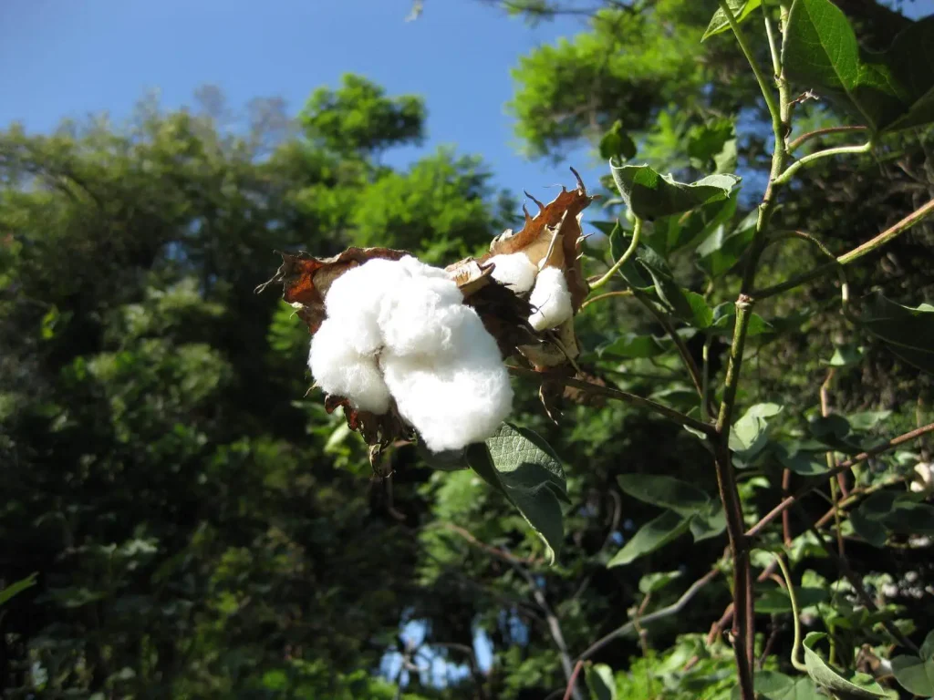 Non BT Cotton variety