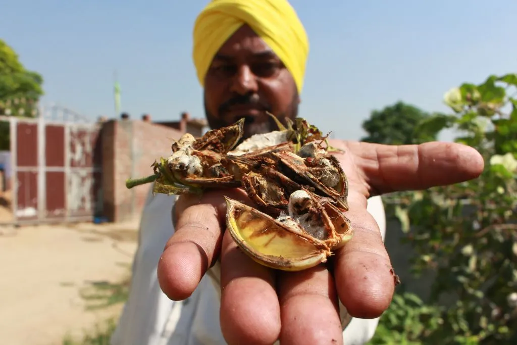 A Farmer showing bollworm infestation in Cotton Crop