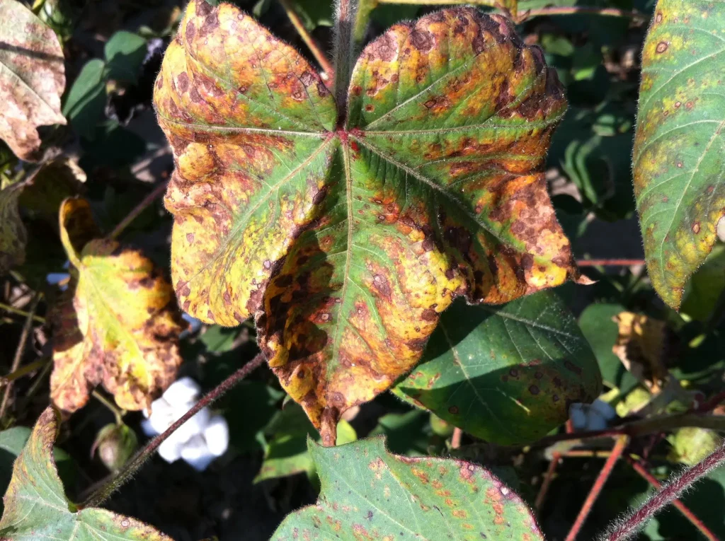 Nutrient deficiencies in cotton
