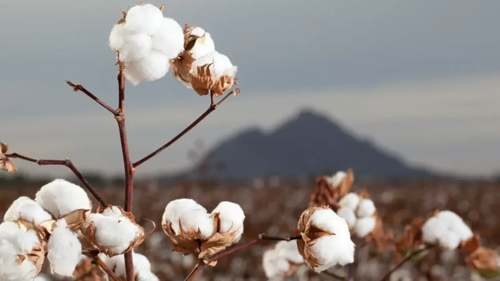 Cotton farming & Drought 