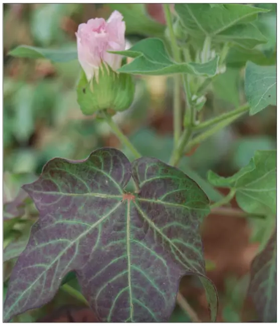 Nutrient deficiencies in cotton