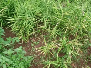 Drying up of leaves and collapse of the plant due to rhizome rot