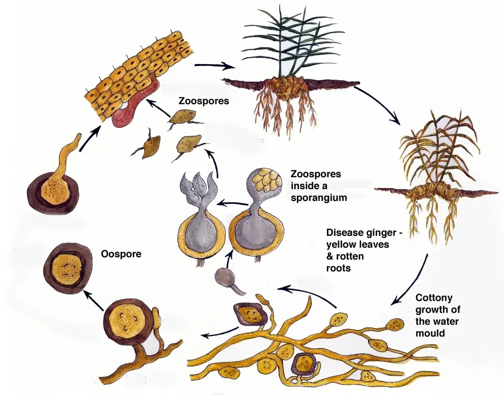 Soft rot / Rhizome rot of Ginger: Disease Cycle