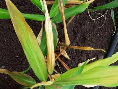 Yellowing of Leaves due to Rhizome Rot