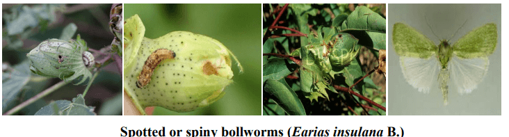 Spiny Bollworms (Earias Insulana)