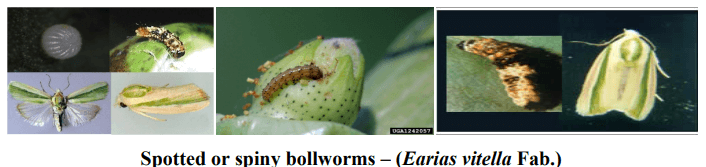 Spotted Bollworms (Earias Vitella)