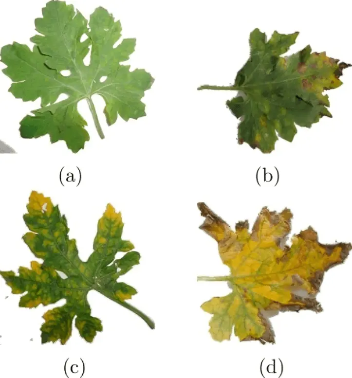 Stages of Bitter Gourd Yellow Mosaic Virus Disease- image credit: Sciencedirect.com