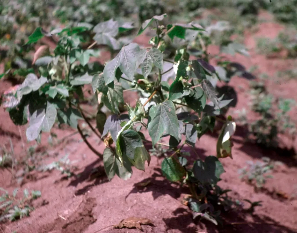 Physiological Disorders in Cotton: Parawilt symptoms in cotton plant