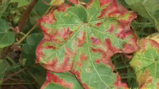 Physiological Disorders in Cotton: Leaf reddening in cotton