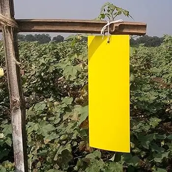 yellow sticky traps to monitor sucking pests in cotton