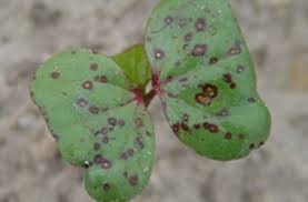 Seedling Blight in Cotton