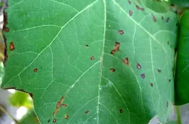 Bacterial Blight Symptoms on Cotton Leaf