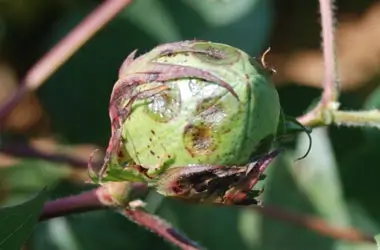 Water-soaked lesions on bolls