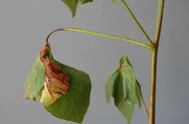 Black arm symptom in cotton