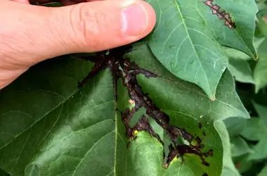 Vein Necrosis due to Bacterial Blight in Cotton