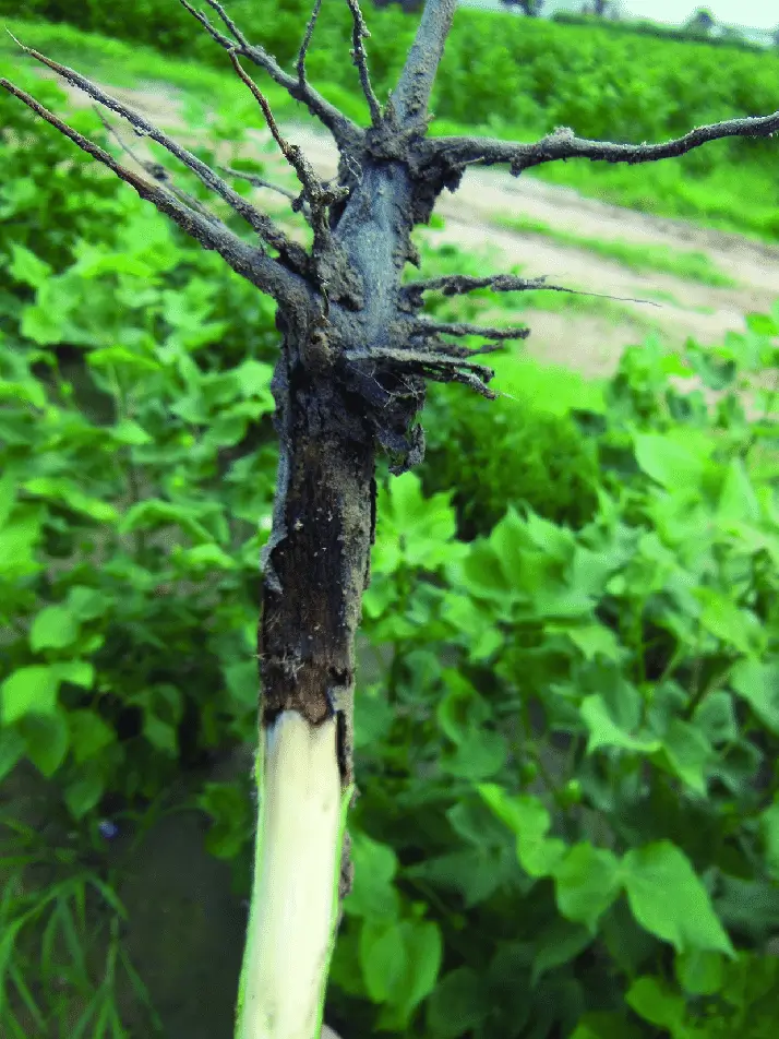 Root rot in cotton due to fungal disease in cotton