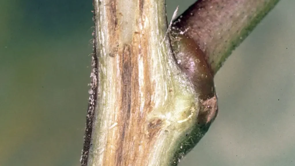 Browning of vascular system in cotton