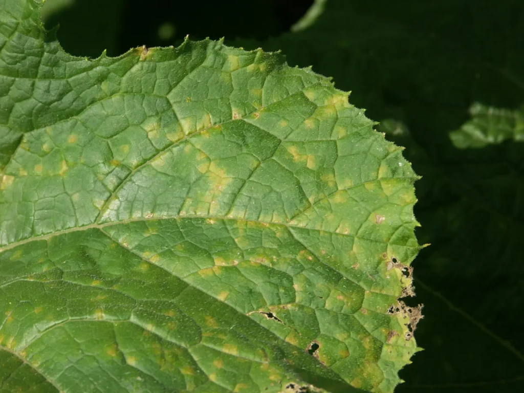 Downy Mildew: One of the important fungal diseases of pumpkin