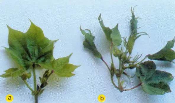 2, 4-D affected cotton plant