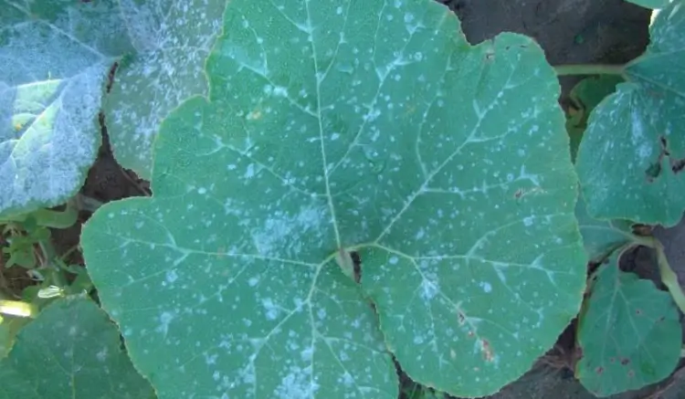 Powdery Mildew: One of the Major Fungal Diseases of Pumpkin