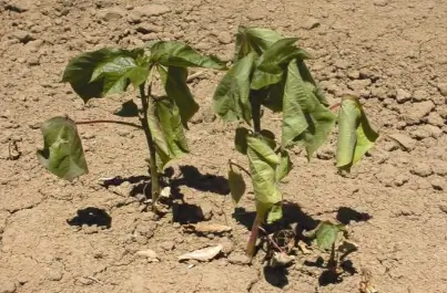 Stunted growth of cotton plants due to fusarium wilt